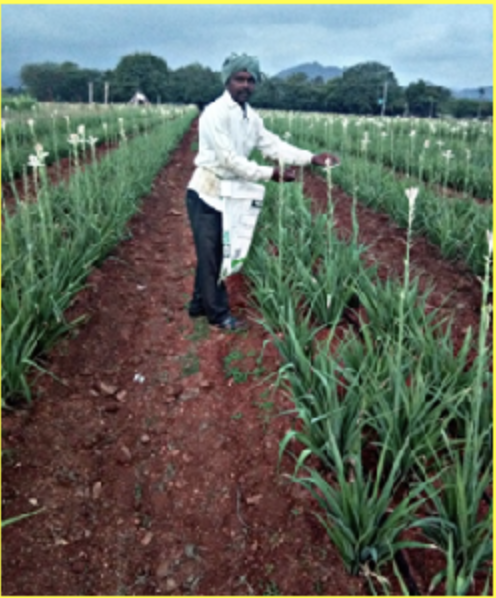 ICAR-Indian Council of Agricultural Research