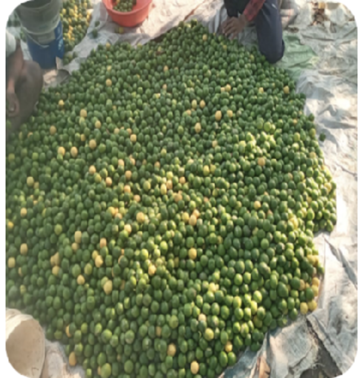 ICAR-Indian Council of Agricultural Research